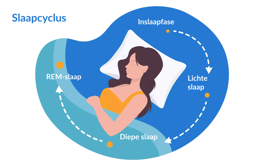 Slaapcyclus met vier fasen